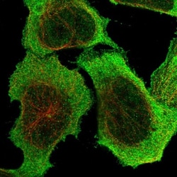 PDCL3 Antibody, Novus Biologicals 25 &mu;L; Unlabeled:Antibodies, Polyclonal